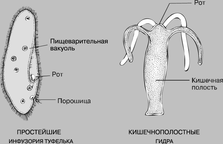 Что с кракеном сайт